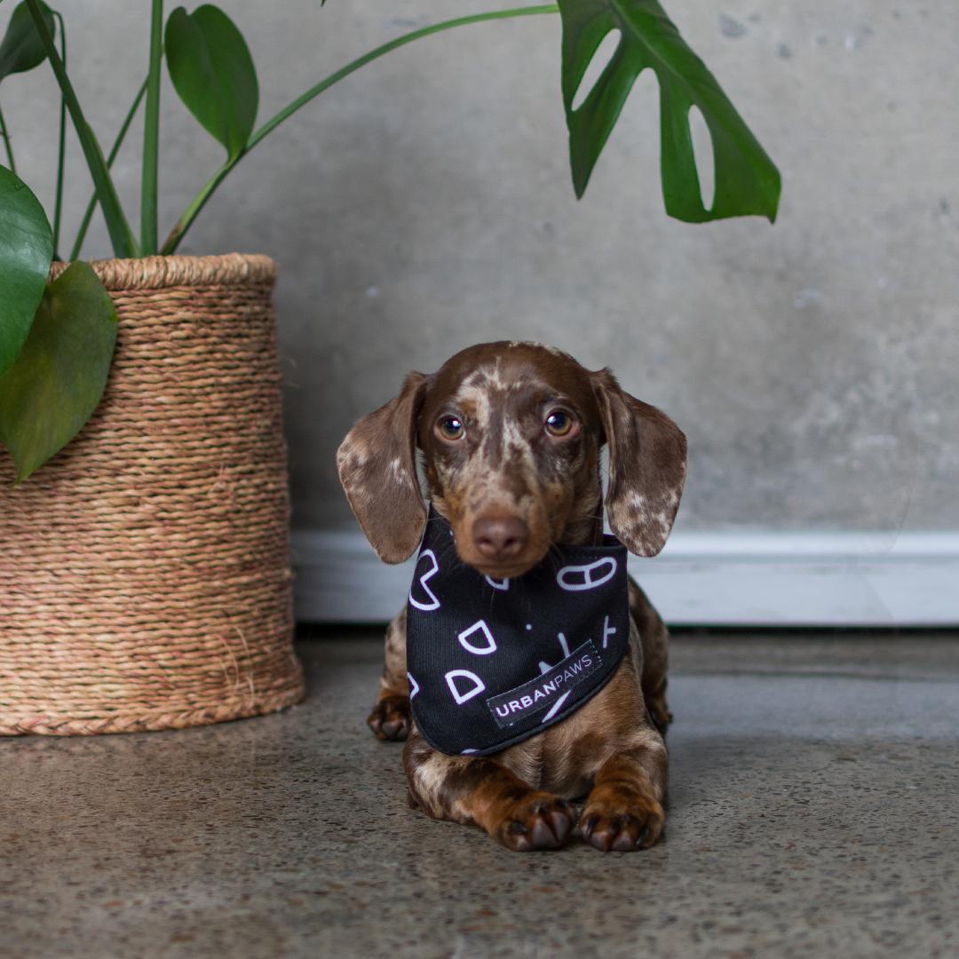 Trends in the Pet Apparel Industry
