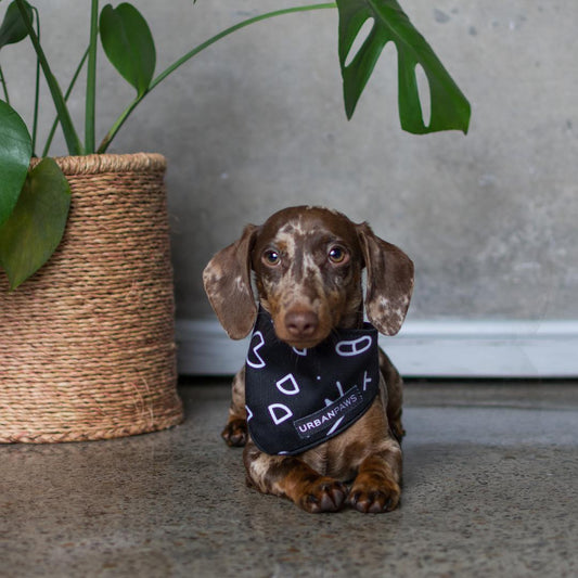 Trends in the Pet Apparel Industry