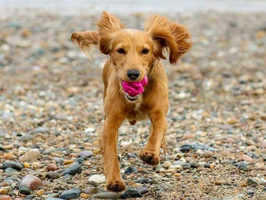 A Busy Dog is a Happy Dog! | Urbanpaws
