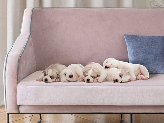 A pet upholstery dream team | Urbanpaws