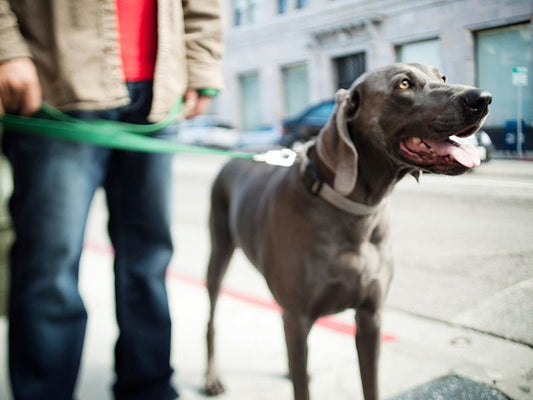 City Dwelling Dogs | Urbanpaws