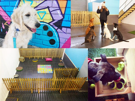 Doggy Day Care - some Do's & Don'ts | Urbanpaws