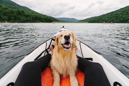 Dogs who Travel | Urbanpaws