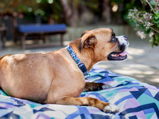 HOW QUALITY URBAN PAWS PRODUCTS ARE MADE | Urbanpaws