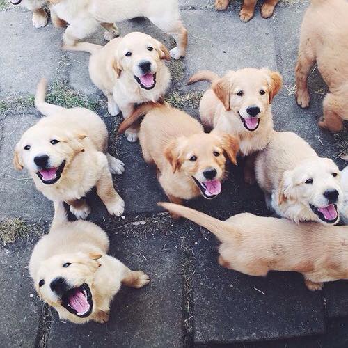 Preparing your home for a new Puppy | Urbanpaws