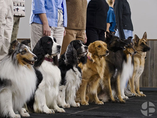 Puppy Training 101 | Urbanpaws