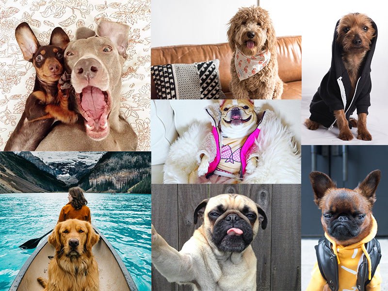 The Amazing World of Famous Dogs on Instagram | Urbanpaws