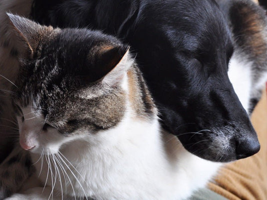 What are Animal Rights? | Urbanpaws