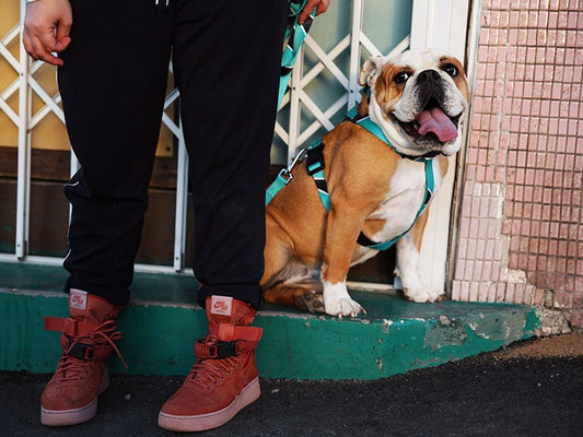 Wicked Walk Wear! | Urbanpaws