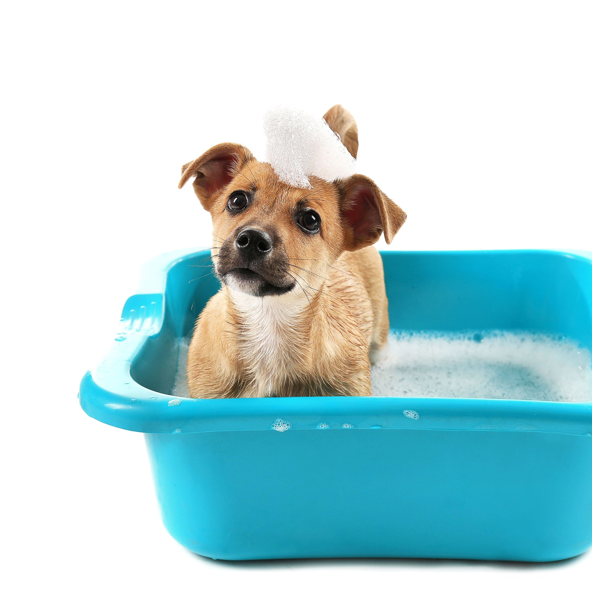 View All Dog Grooming Products Urbanpaws