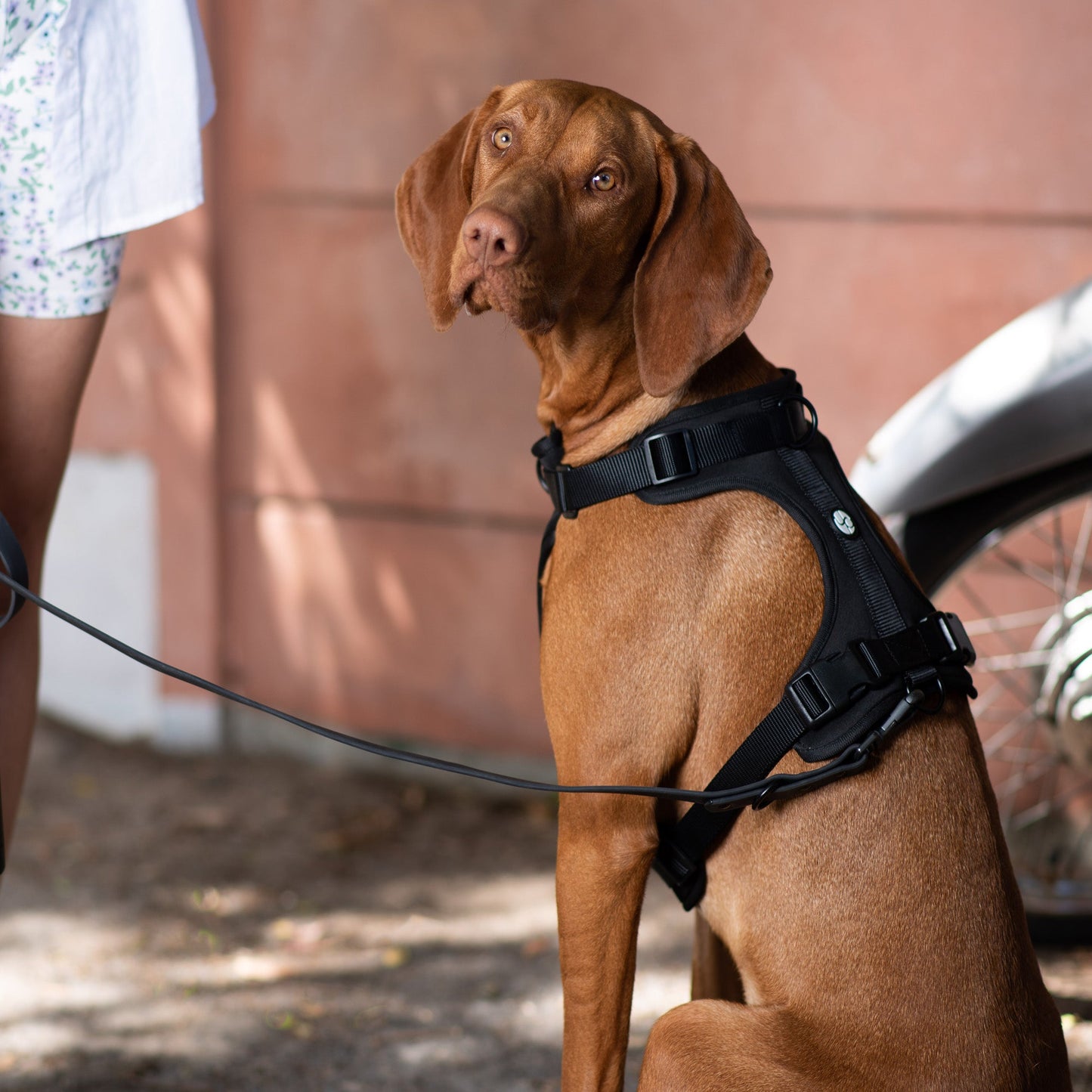 Active Padded Harness Black - Urbanpaws