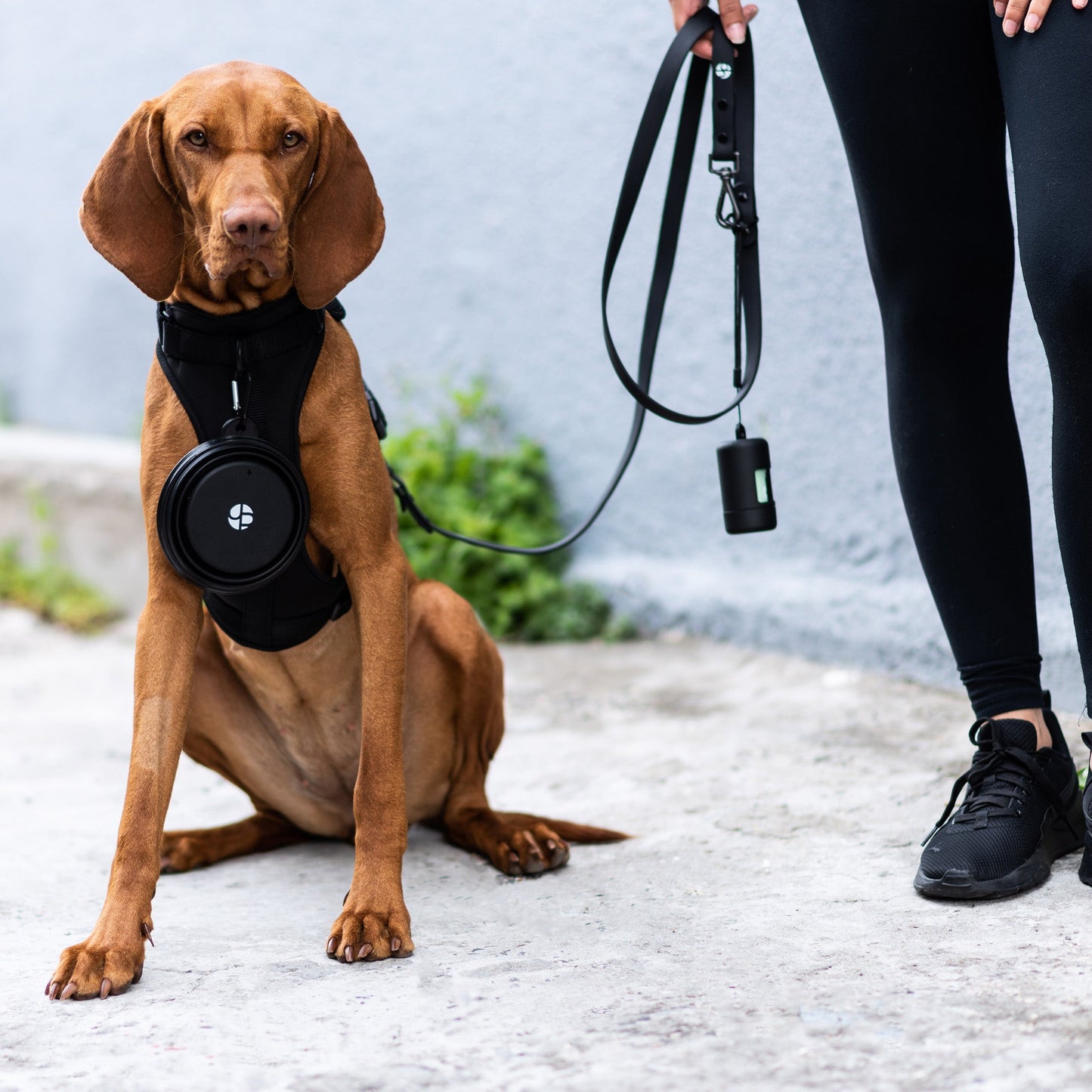 Active Padded Harness Black - Urbanpaws