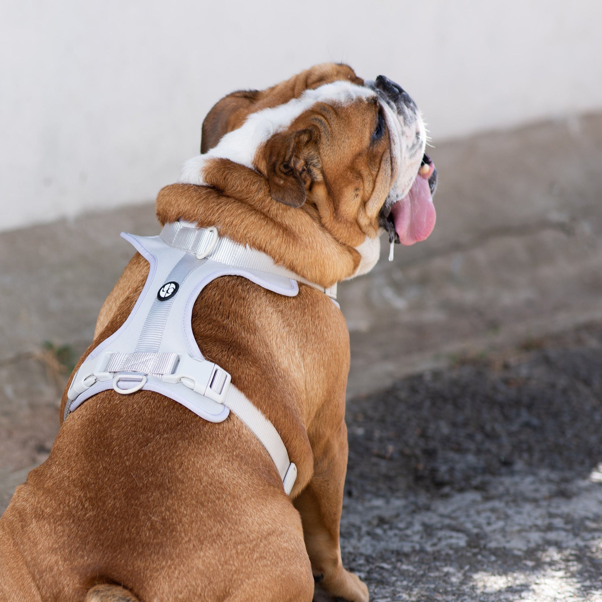 Active Padded Harness Grey - Urbanpaws