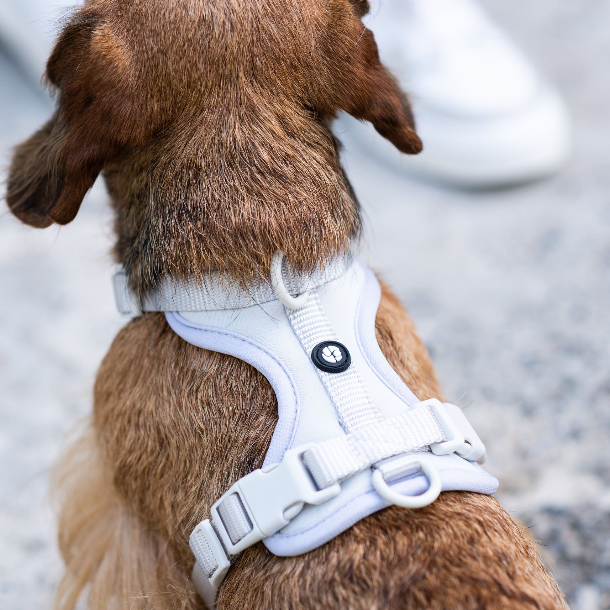 Active Padded Harness Grey - Urbanpaws
