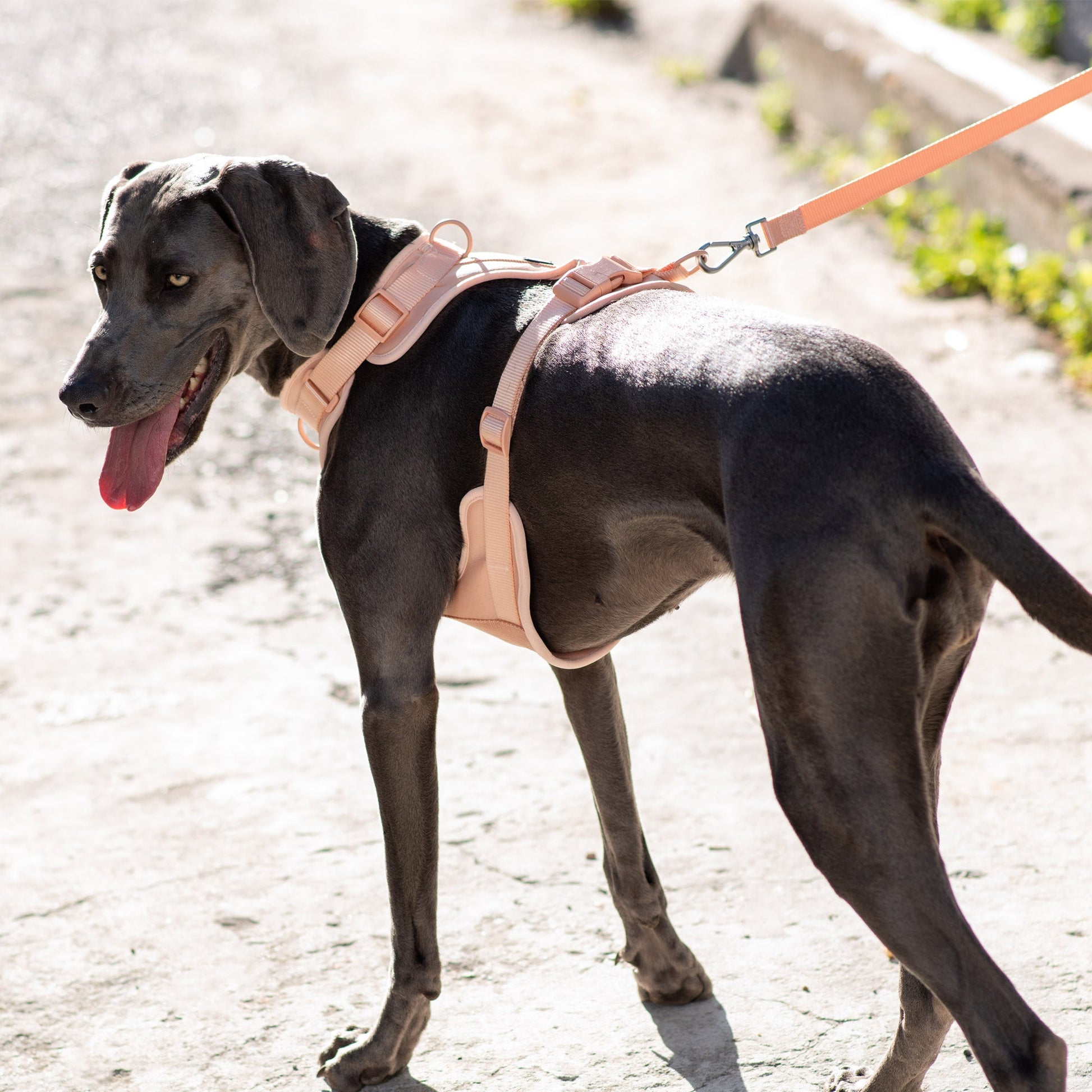 Active Padded Harness Pink - Urbanpaws