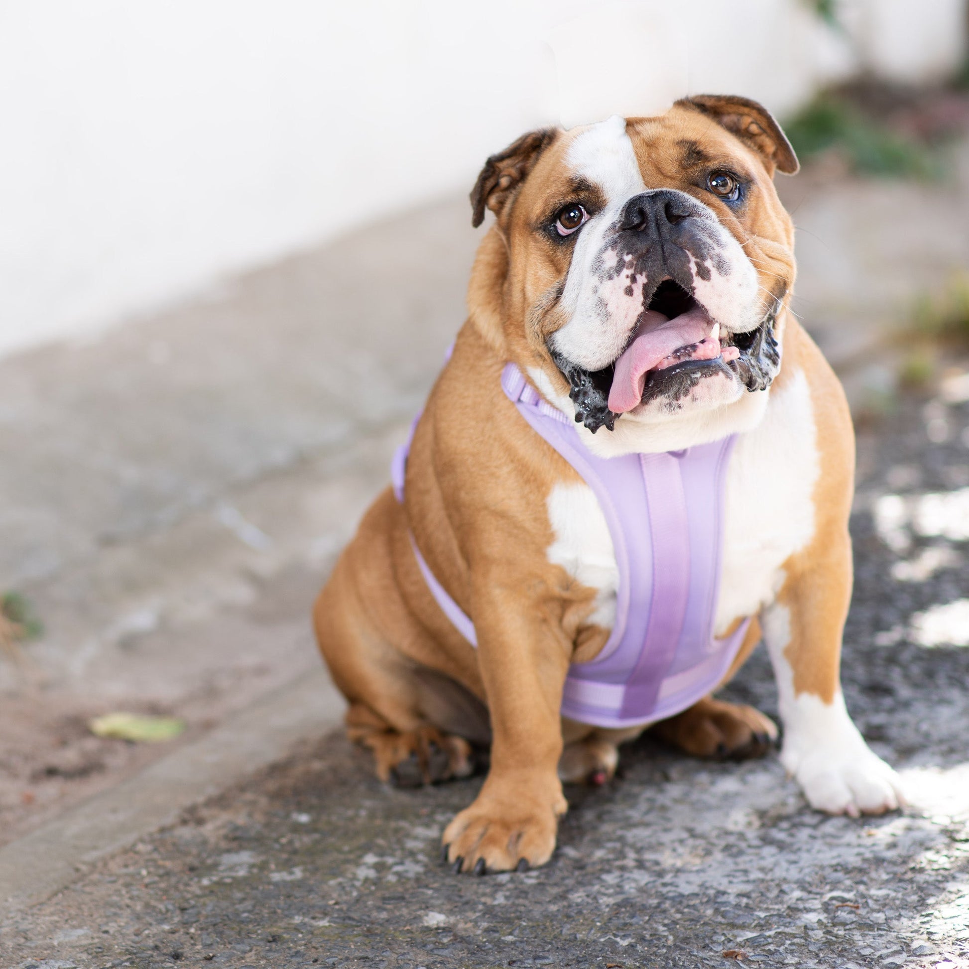 Active Padded Harness Purple - Urbanpaws