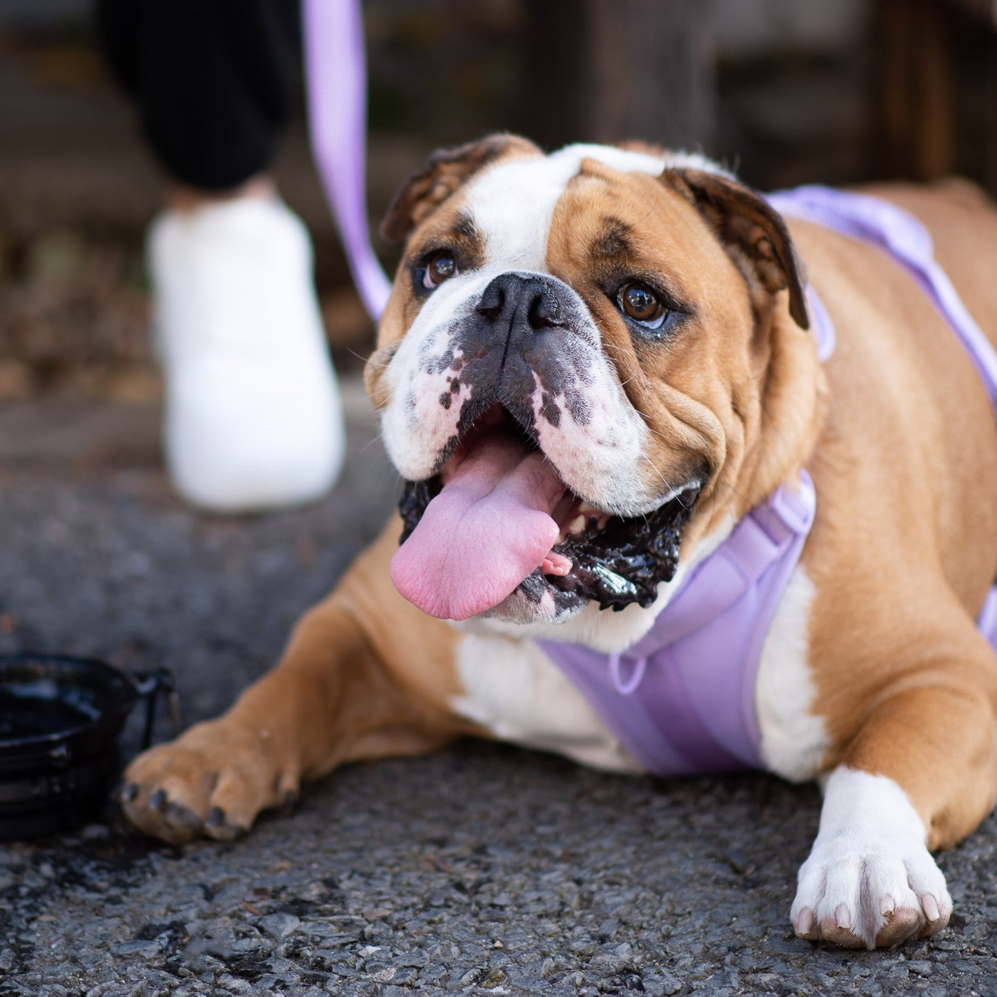Active Padded Harness Purple - Urbanpaws