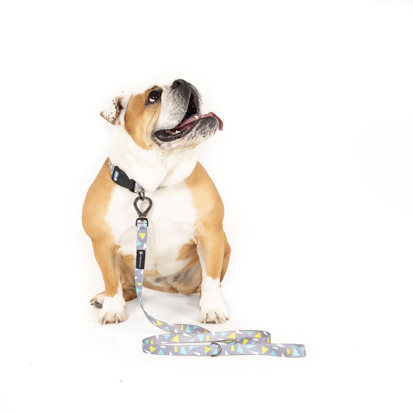 Alfie Collar Dog Collar - Urbanpaws