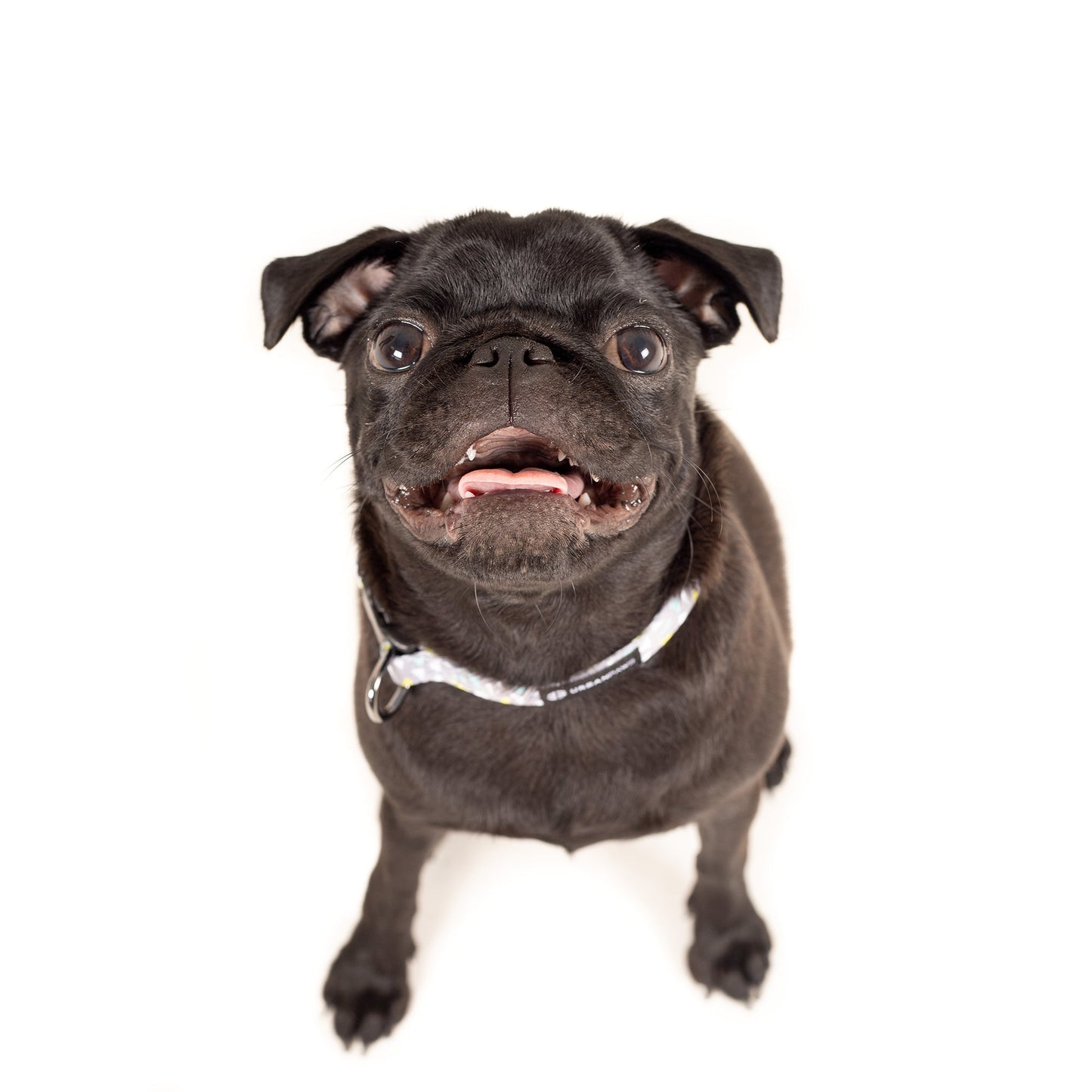 Alfie Collar Dog Collar - Urbanpaws