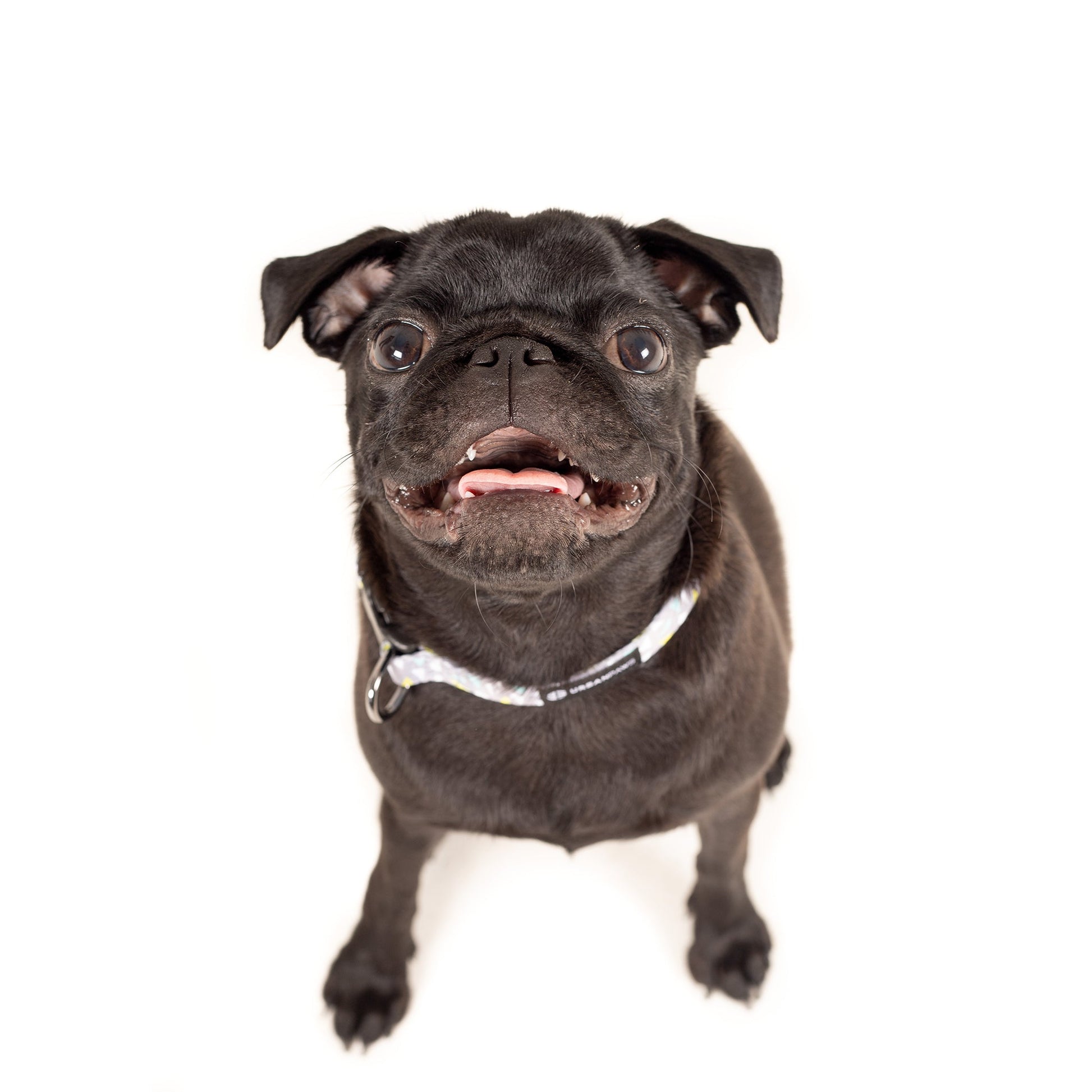 Alfie Collar Dog Collar - Urbanpaws