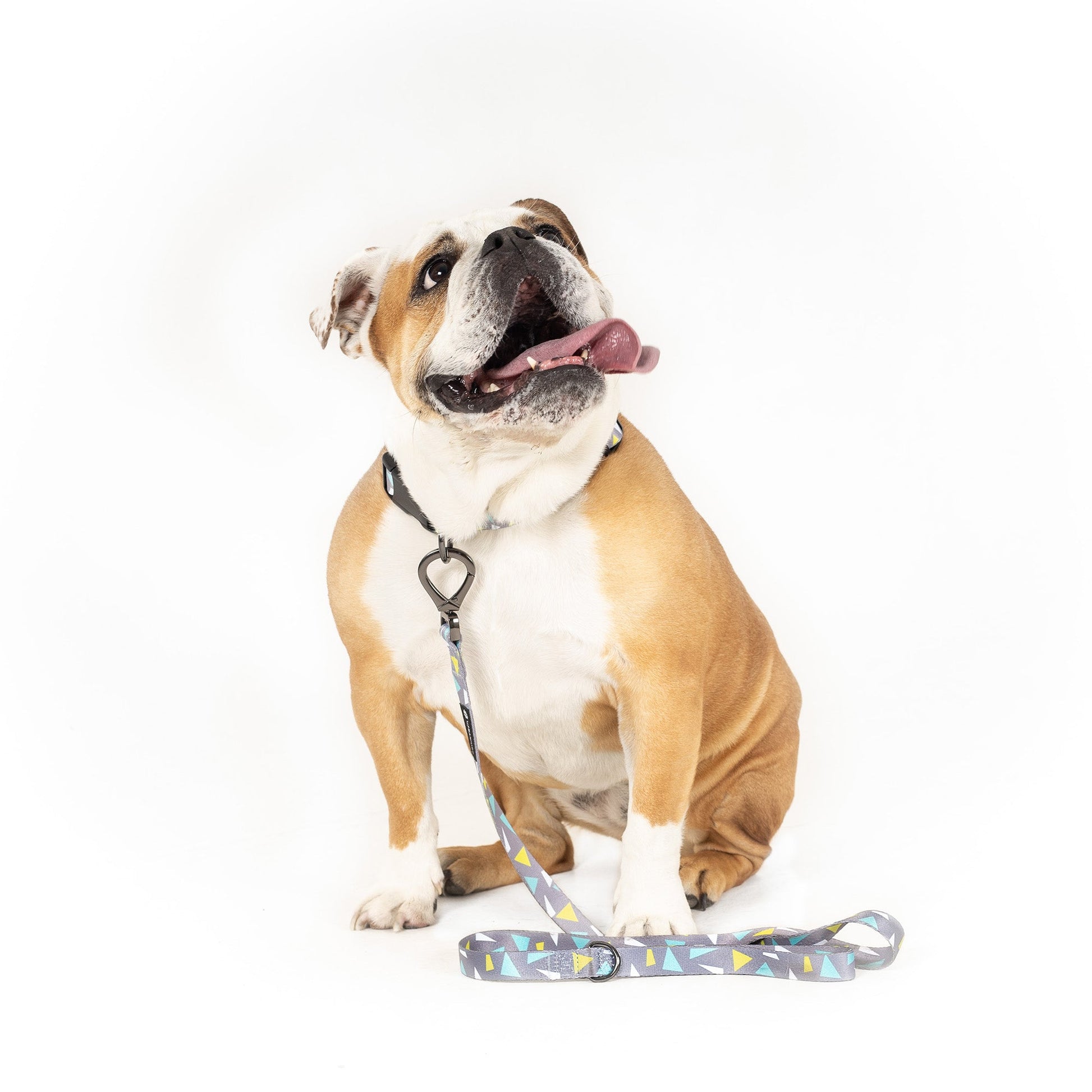 Alfie Lead - Dog Leash - Urbanpaws