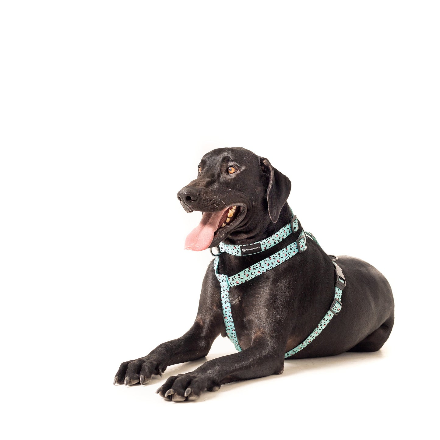 Bolt Harness - Dog Harness - Urbanpaws