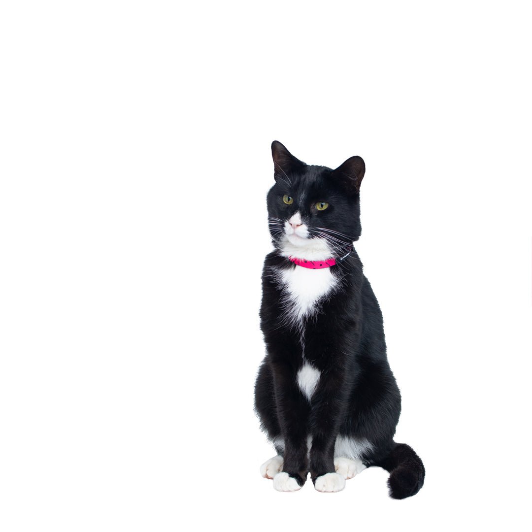 Lexi Cat Collar - Cat Collar Pink - Urbanpaws