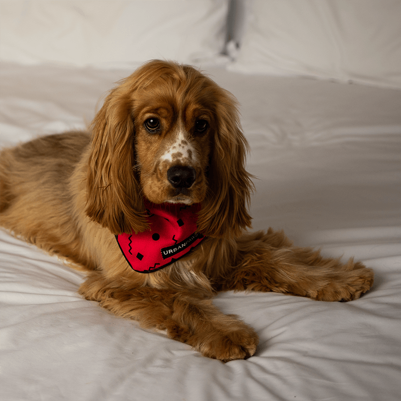 Lula Bandana - Dog Bandana - Urbanpaws