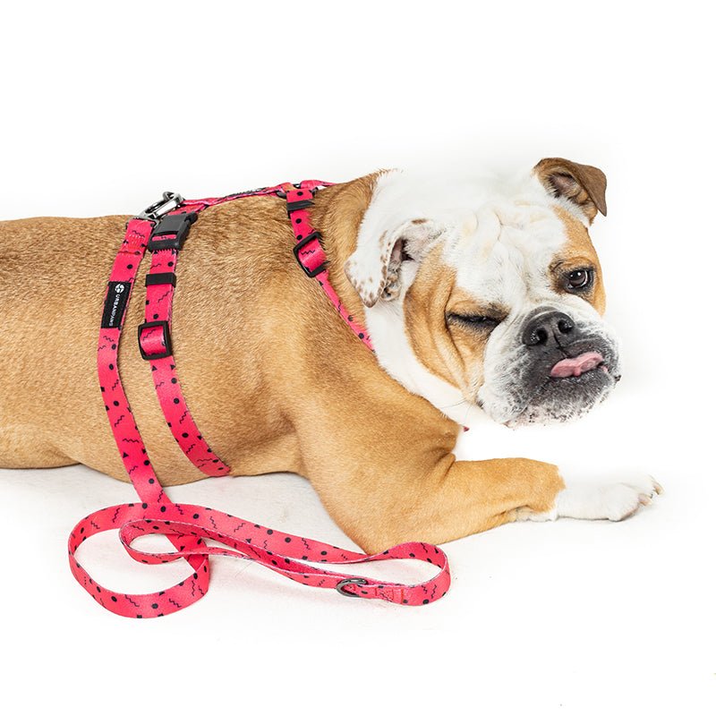 Lula Collar - Dog Collar - Urbanpaws
