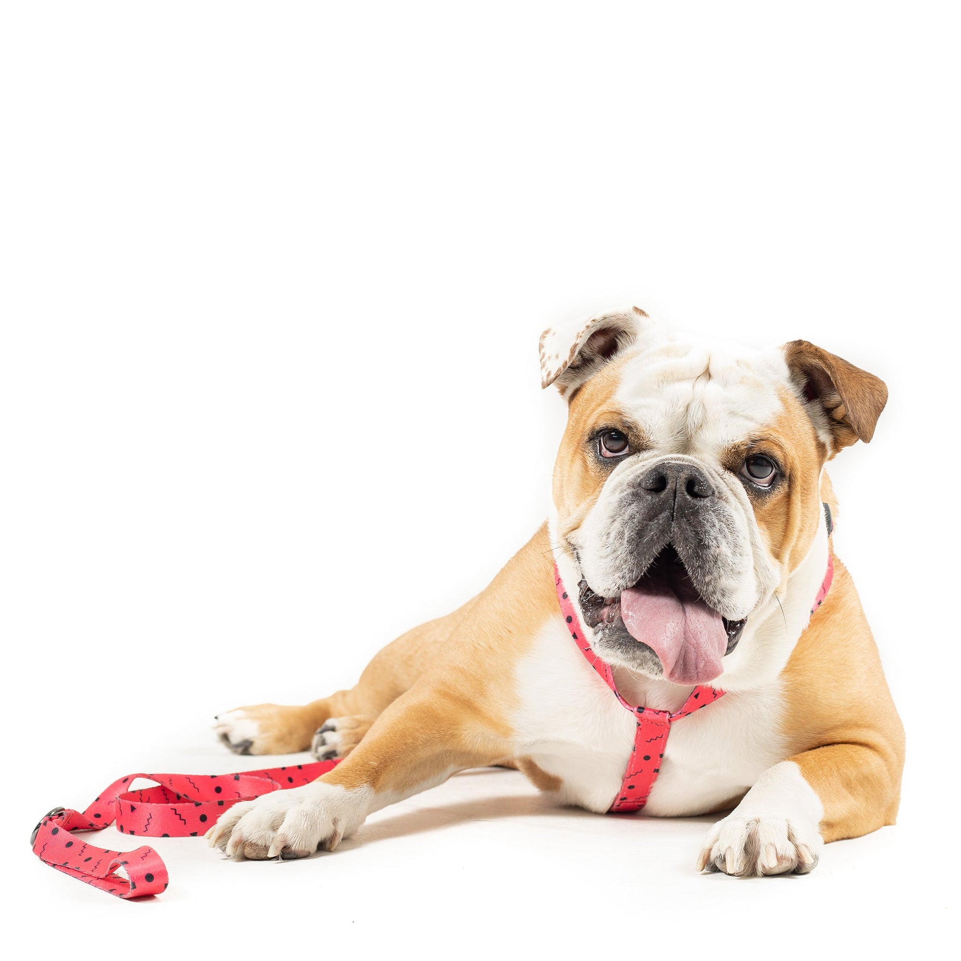 Lula Harness - Dog Harness - Urbanpaws