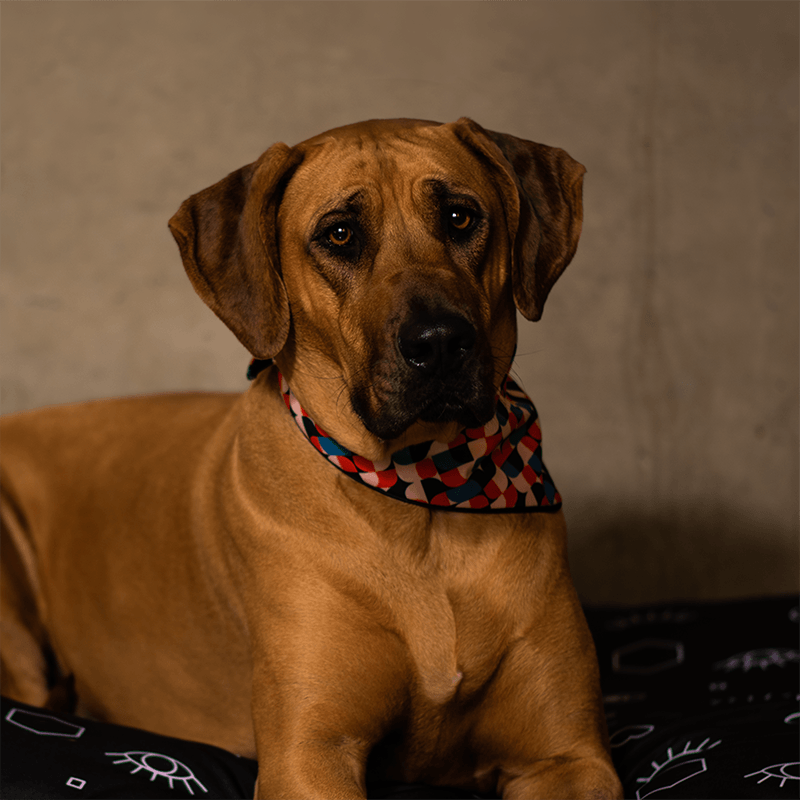 Marley Bandana - Dog Bandana - Urbanpaws
