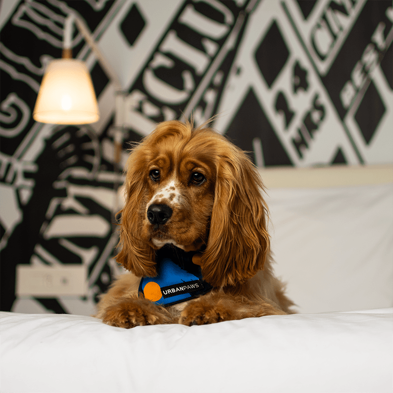 Max Bandana - Dog Bandana - Urbanpaws
