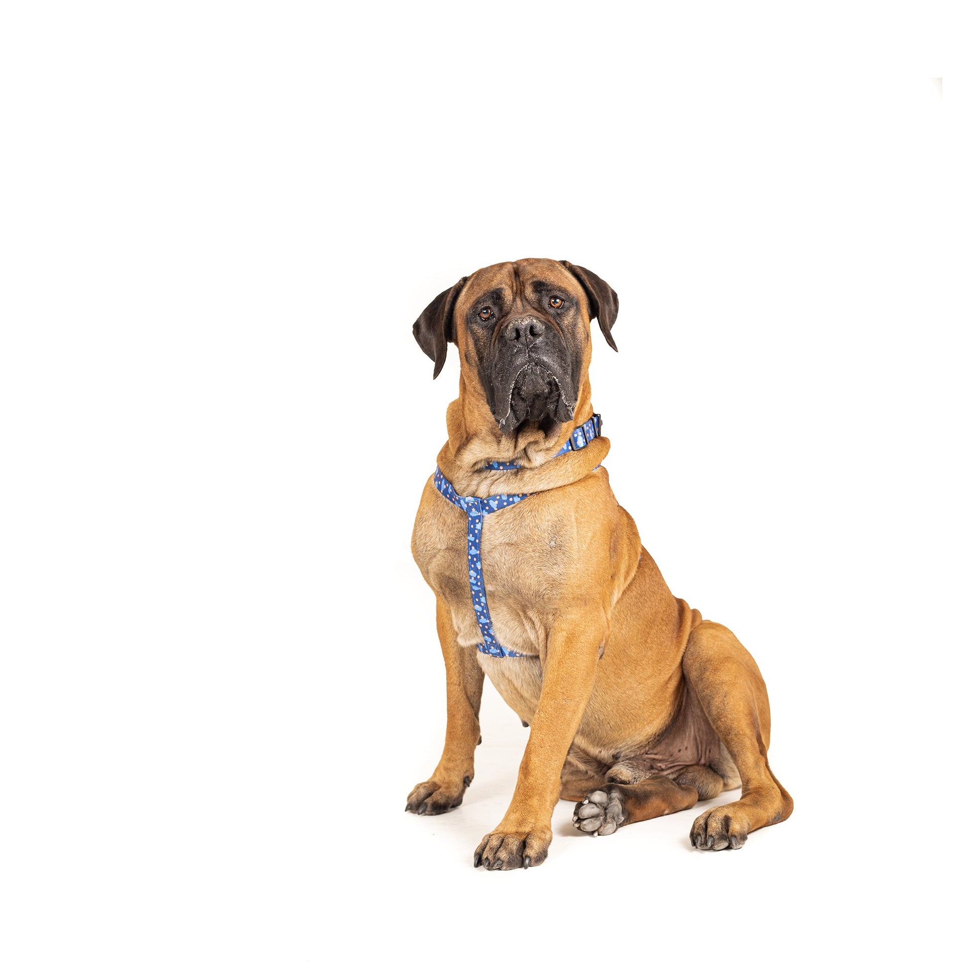 Mutley Harness - Dog Harness - Urbanpaws