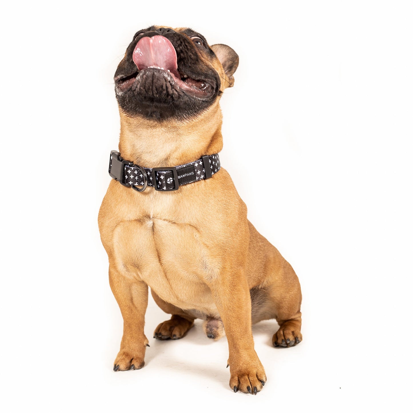 Pablo Collar - Dog Collar - Urbanpaws