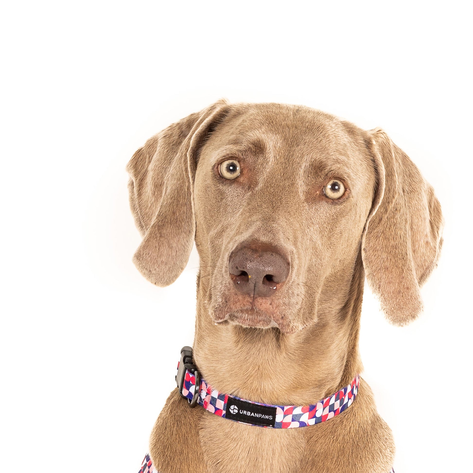 Pixel Collar - Dog Collar - Urbanpaws
