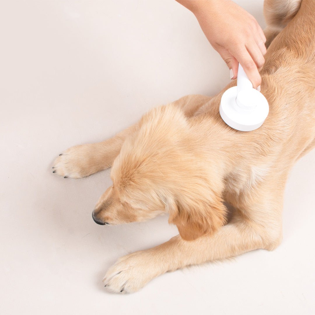 Self Cleaning Slicker Brush Blue - Dog Brush - Urbanpaws