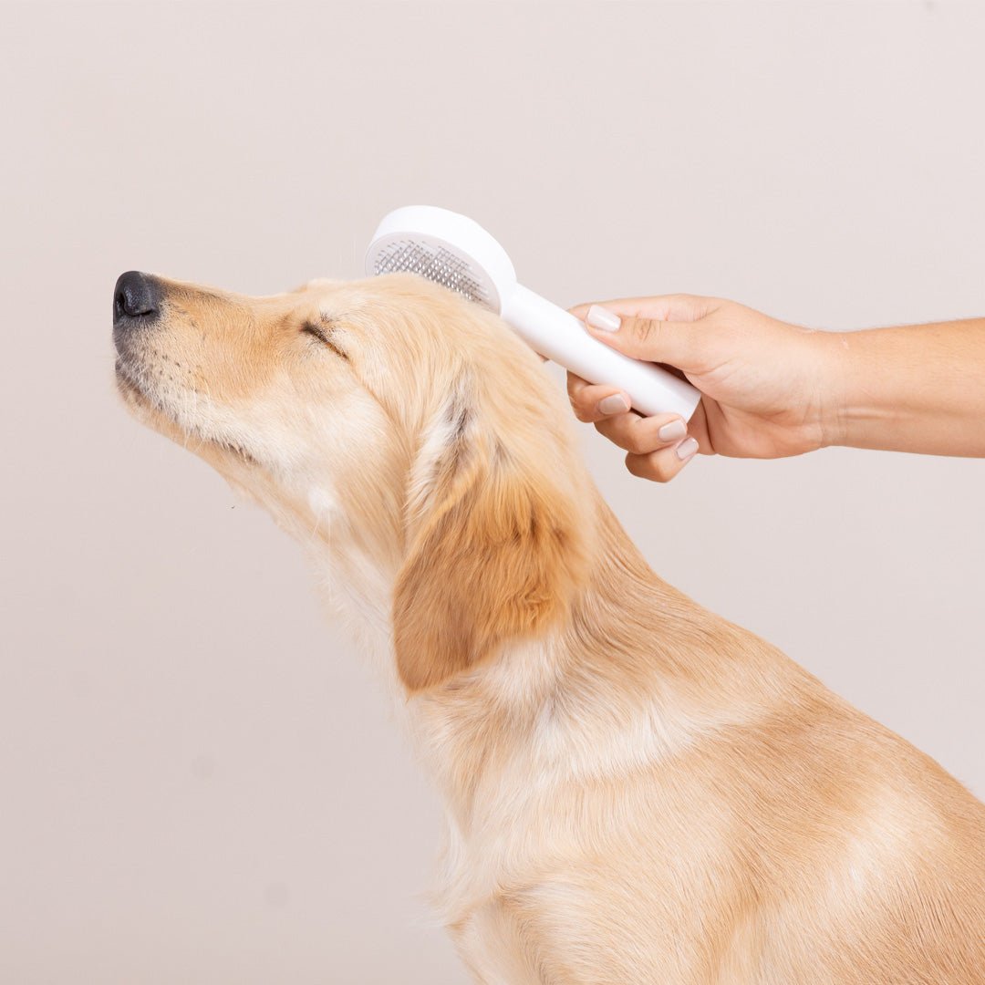 Self Cleaning Slicker Brush Blue - Dog Brush - Urbanpaws