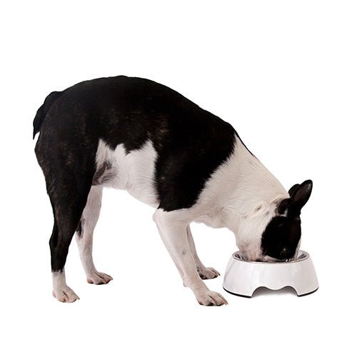 Urbanpaws Pet Bowl - Pet Bowl - Urbanpaws