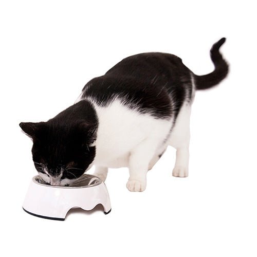 Urbanpaws Pet Bowl - Pet Bowl - Urbanpaws