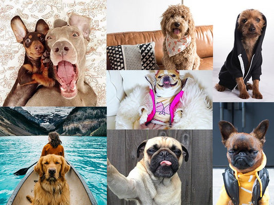 The Amazing World of Famous Dogs on Instagram | Urbanpaws