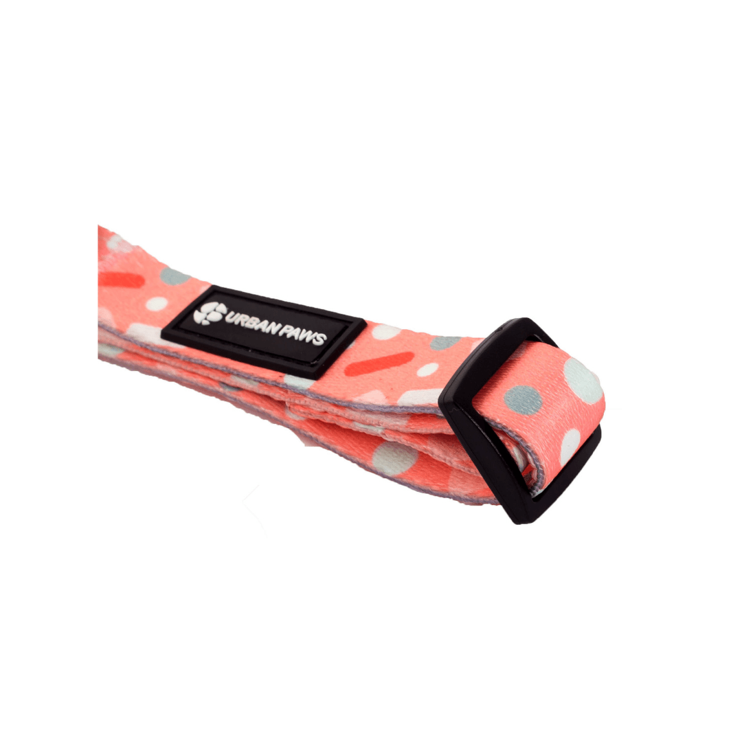 Bella top dog collars