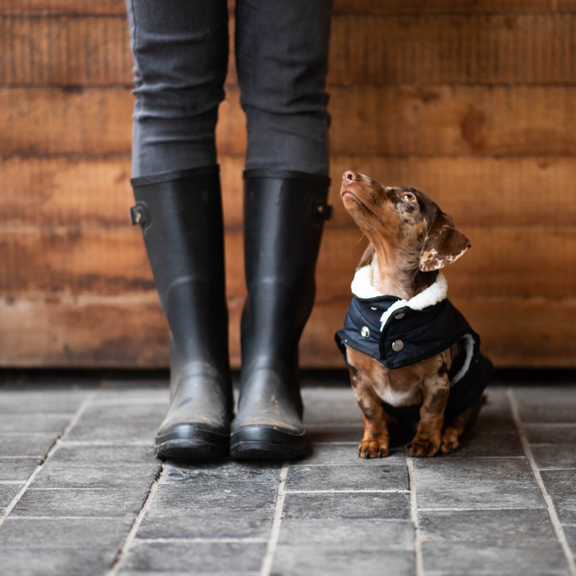 Black clearance dog jacket