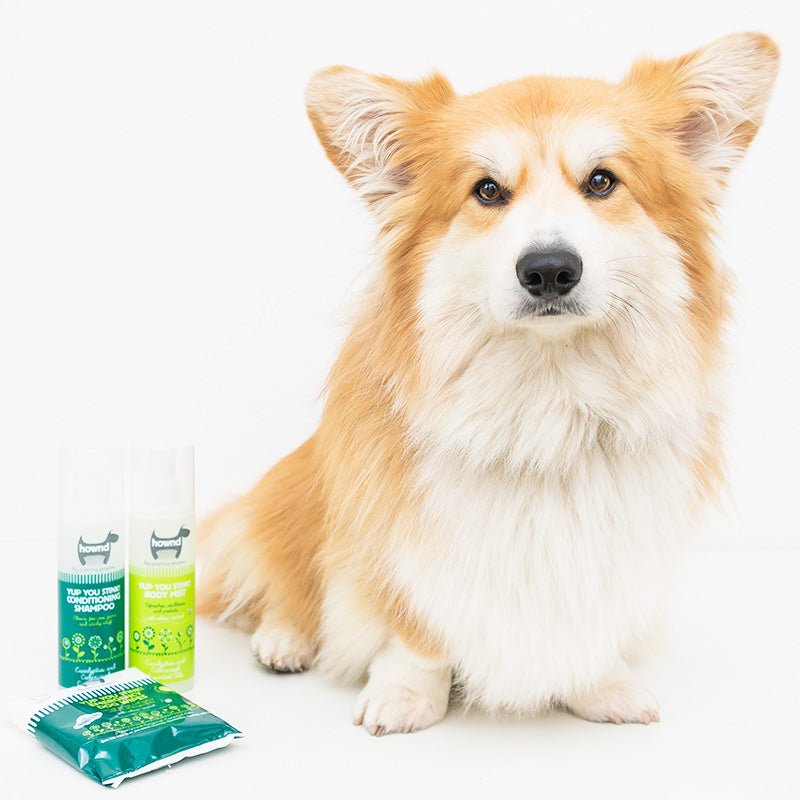 Diy dog conditioner spray sale